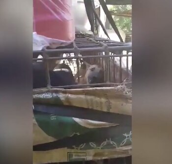 (Foto: Sound of Animals)