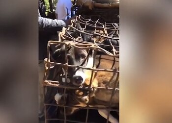 (Foto: Sound of Animals)