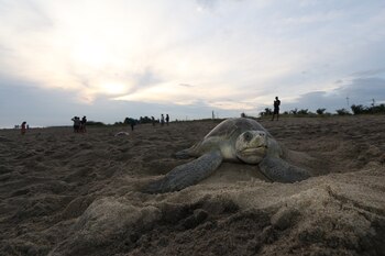 (Foto: Arturo Pérez Alfonso/Cuartoscuro)