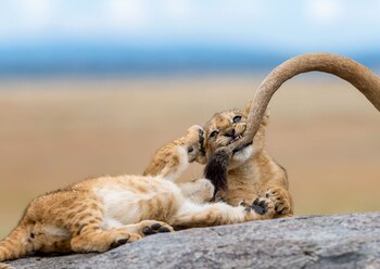 Dos leones cachorros en Serengeti