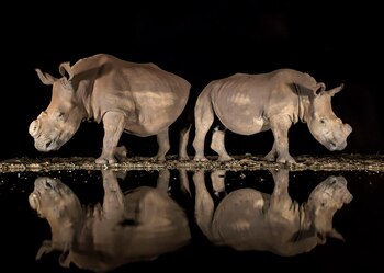 Dos rinocerontes blancos, tarde en la noche, en una reserva natural en Zimanga