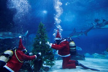 BUDAPEST, HUNGRÍA. El llamativo árbol