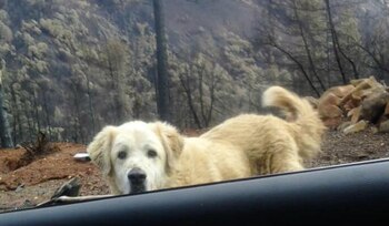 Madison permaneció al pie del