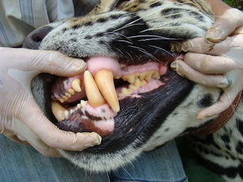 (Foto: Jaguar Conservation Fund Brasil/ Edson Grandisoli)