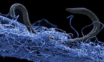 Este nemátodo no identificado descansa en una alfombra de microorganismos, y fue hallado a un kilómetro y medio de profundidad en las minas de oro Kopanang, en Sudáfrica (Foto: Gaetan Borgonie, Extreme Life Isyensya, Bélgica)