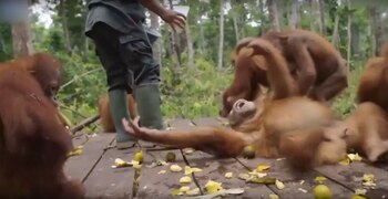 Hizo rabietas y todo un