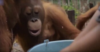 Analizó toda la escena y