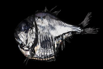 Mictófido plateado. (Paul Caiger/Woods Hole