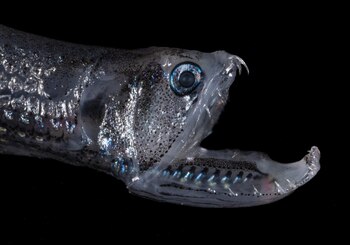 Entre 200 y 1.000 metros