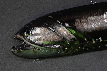 Un gonostomático extendido (Paul Caiger/Woods Hole