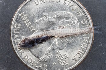 Un gonostomátido tiene apenas el