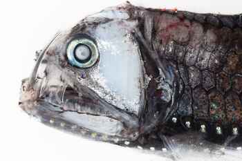 El Chauliodus sloani tiene la relación