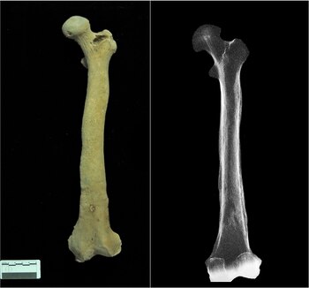 Da cuenta de los resultados