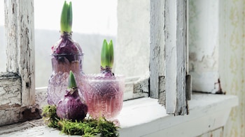 Ikigai, el secreto para vivir