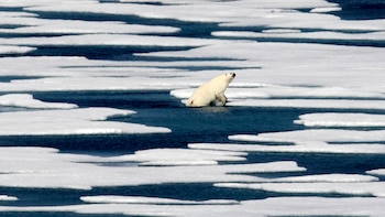 Un oso polar sale del agua para caminar en el hielo en el Estrecho de Franklin en el archipiélago ártico canadiense. (AP Foto/David Goldman, Archivo)