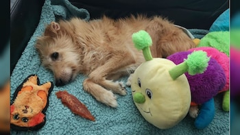 El perro fue maltratado en España hasta que una británica lo salvó (Fotos: Facebook pincho)