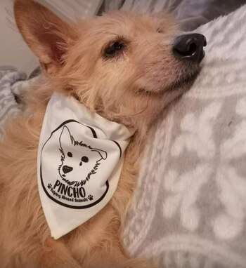 Pincho tiene incontinencia y algunas de sus lesiones no pudieron ser sanadas (Foto: Facebook pincho)