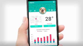 Bipy se conecta con el celular y desde allí se puede conocer su actividad diaria, seguir sus recorridos en un mapa y saber a qué temperatura se encuentra el ambiente donde está.
