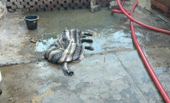 Blacky murió por las heridas que sufrió por un incendio provocado por pirotecnia (Foto: Especial)