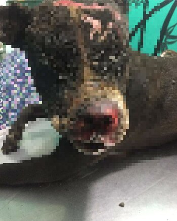 Imagen WIEZ2ODMRZEPLB7UII4GMO62QQ