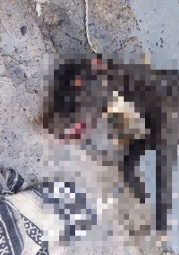 Blacky murió por las heridas que sufrió por un incendio provocado por pirotecnia (Foto: Especial)