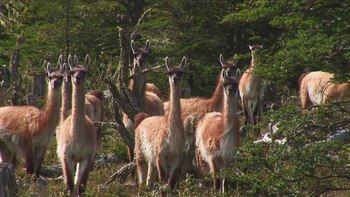 Tierra del Fuego no permitirá