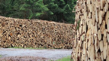 La ley busca aumentar la cantidad de bosques cultivados para la producción de madera.