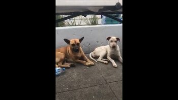 Perros abandonados en las inmediaciones