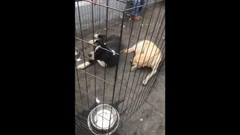 Perros abandonados en las inmediaciones