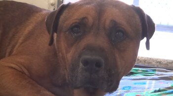 (Facebook: @savingcarsonshelterdogs)