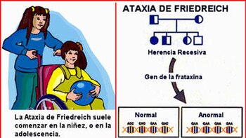 Los pacientes con ataxia de