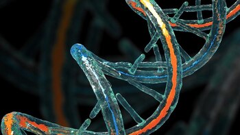 El gen de la frataxina