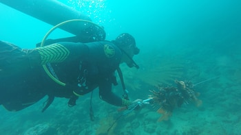 Aproximadamente de extraen 15 ejemplares