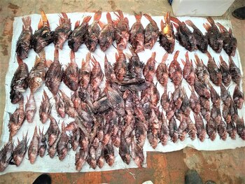 Su reproducción es muy rápida,