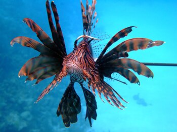 El vistoso Pterois volitans -nombre