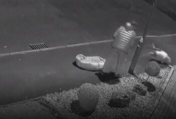 El perro corrió hacia una