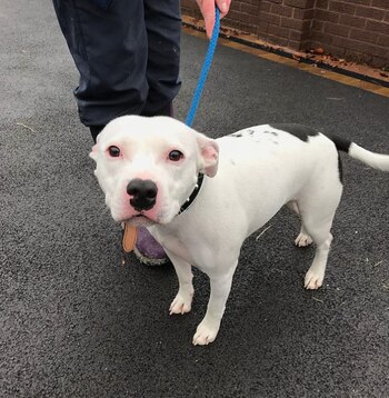 Actualmente el canino está siendo