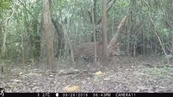 Cámara trampa en el Parque