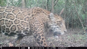Cámara trampa en el Parque
