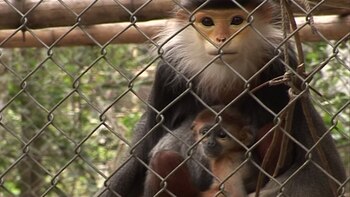 Los langures forman parte de