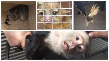 Los animales tienen la capacidad