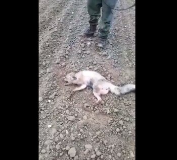 (Foto: Twitter @PACMA)