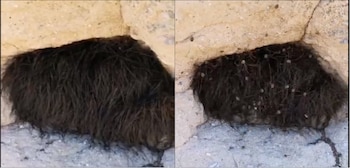 (Foto: Twitter @Rada_SC)