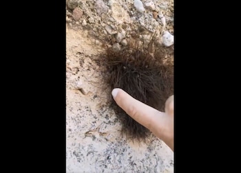 (Foto: Twitter @Rada_SC)