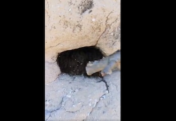 (Foto: Twitter @Rada_SC)