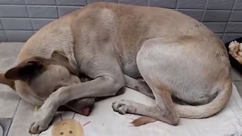 (Foto: Facebook @MonteWu)