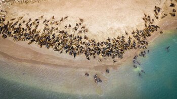 Los lobos marinos son símbolos