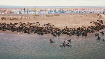 Los mamíferos, al igual que