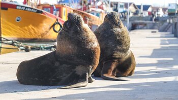 Dos ejemplares en el puerto