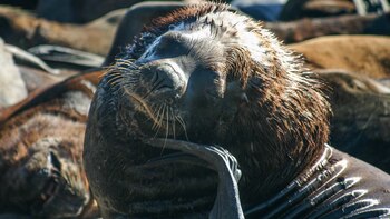 Los expertos aseguran que se